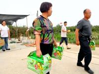 个大、多汁、脆甜…青岛这款酥梨，安利一下