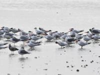 “神话之鸟”中华凤头燕鸥做客青岛