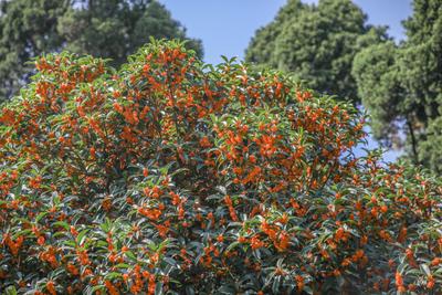错过等一年！100+岁的丹桂飘香约不约