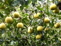 个大、多汁、脆甜…青岛这款酥梨，安利一下