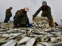 贴秋膘！肥美的海捕青鳞鱼上岸啦