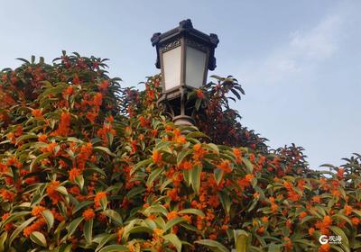 中山公园桂花迎来盛花期 