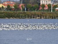 超壮观！实拍青岛大群反嘴鹬迁徙巡游