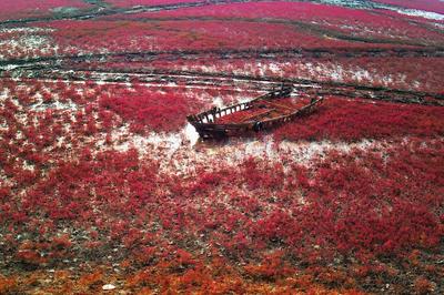 打翻了胭脂盘！胶州湾湿地再现“红海滩”