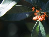 错过等一年！100+岁的丹桂飘香约不约