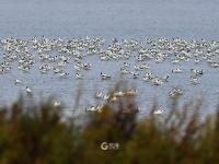 超壮观！实拍青岛大群反嘴鹬迁徙巡游