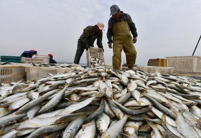 贴秋膘！肥美的海捕青鳞鱼上岸啦