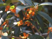 错过等一年！100+岁的丹桂飘香约不约