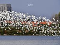 超壮观！实拍青岛大群反嘴鹬迁徙巡游