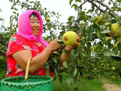个大、多汁、脆甜…青岛这款酥梨，安利一下