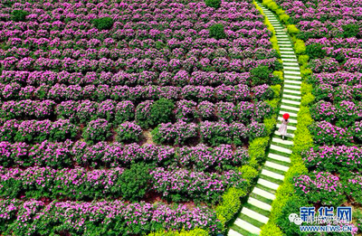 十部委发文，给出明确“指引”！少而精、少而专，是青岛特色小镇们的“向阳之路”