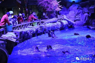 官宣！海昌65亿转让多地主题公园，青岛海昌极地海洋公园“易主”