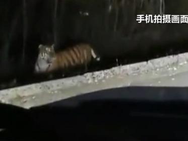 现实版“大王来巡山”！民警夜班巡逻途中偶遇东北虎