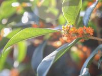 错过等一年！100+岁的丹桂飘香约不约