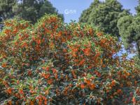 错过等一年！100+岁的丹桂飘香约不约