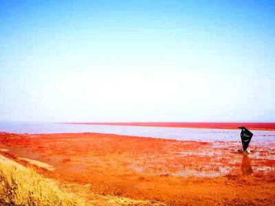 "齐"心"鲁"力 | 山东：黄河三角洲修复湿地近30万亩 生物多样性显著提升