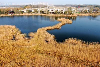 风起金色芦苇荡？冬日唐岛湾公园绝美画面
