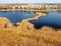 风起金色芦苇荡？冬日唐岛湾公园绝美画面