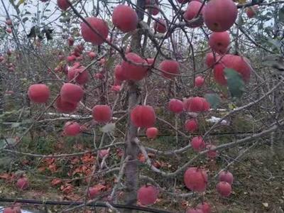 三合山下种出“零度”苹果