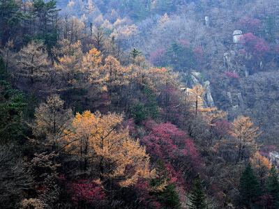 柿子黄、野果红，崂山蔚竹观4K版秋景来啦