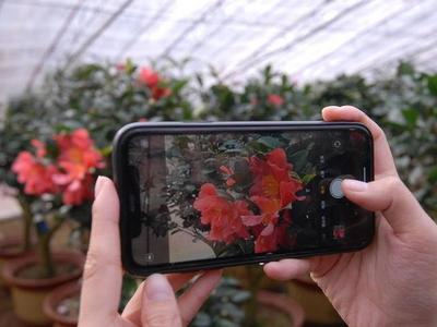 青岛这里的花农年收入百万