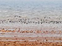 遮天蔽日大场面！万千候鸟飞抵胶州湾越冬