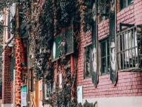 仿佛误入魔法世界！这里的五叶地锦太惊艳|云游青岛