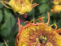 特写镜头下的花蕊、花瓣、露珠竟是酱紫!实拍青岛菊展