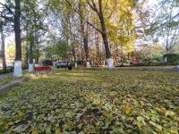 叶落，转身已是冬!实拍八大关的金色之路