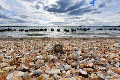 生态奇景！青岛有片“贝壳海滩”，快来看