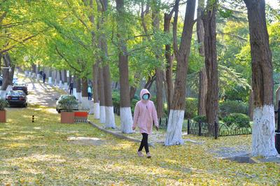 叶落，转身已是冬!实拍八大关的金色之路