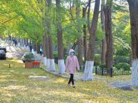 叶落，转身已是冬!实拍八大关的金色之路