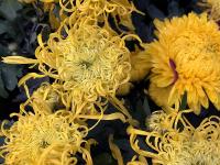 特写镜头下的花蕊、花瓣、露珠竟是酱紫!实拍青岛菊展