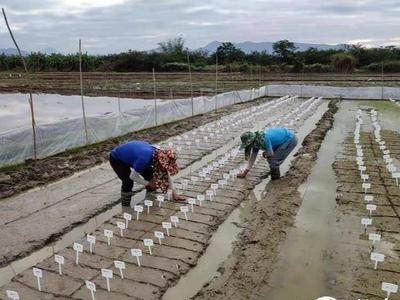 青岛海水稻今年首批南繁材料播种，8个耐盐碱品种通过耐盐碱区域试验审定