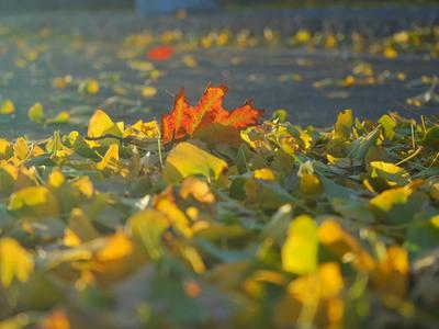 追赶树间的阳光，晨曦下的八大关太美