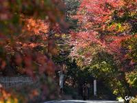 北九水红叶满山谷