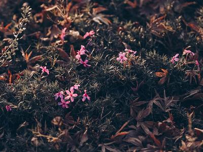 冬天也能赏花海？对，青岛世博园约你呢