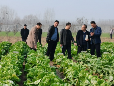 青岛市举办秋季大白菜新品种观摩评价会