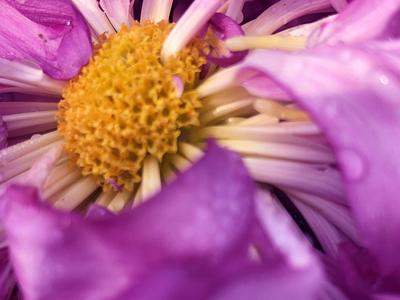 特写镜头下的花蕊、花瓣、露珠竟是酱紫!实拍青岛菊展