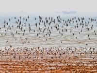遮天蔽日大场面！万千候鸟飞抵胶州湾越冬