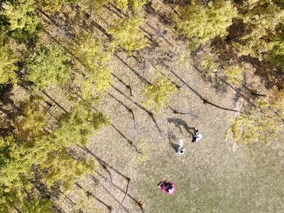 落叶、假山、亭台……一步一景，百花苑初冬也争艳