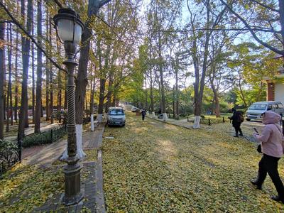 叶落，转身已是冬!实拍八大关的金色之路