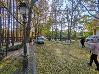 叶落，转身已是冬!实拍八大关的金色之路