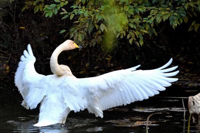 “稀客”驾到！野生白天鹅做客中山公园