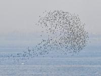 遮天蔽日大场面！万千候鸟飞抵胶州湾越冬