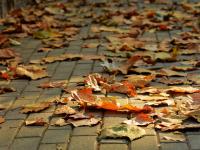 最美深秋来了！满城尽是“黄金叶”