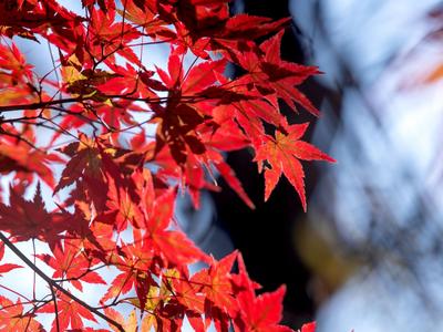 谢绝人工雕琢的风景！初冬北九水，真美
