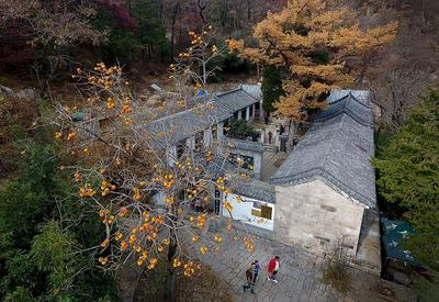 柿子黄、野果红，崂山蔚竹观4K版秋景来啦