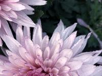 特写镜头下的花蕊、花瓣、露珠竟是酱紫!实拍青岛菊展