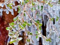 一秒进入冰雪世界！西海岸小珠山现冰挂奇观